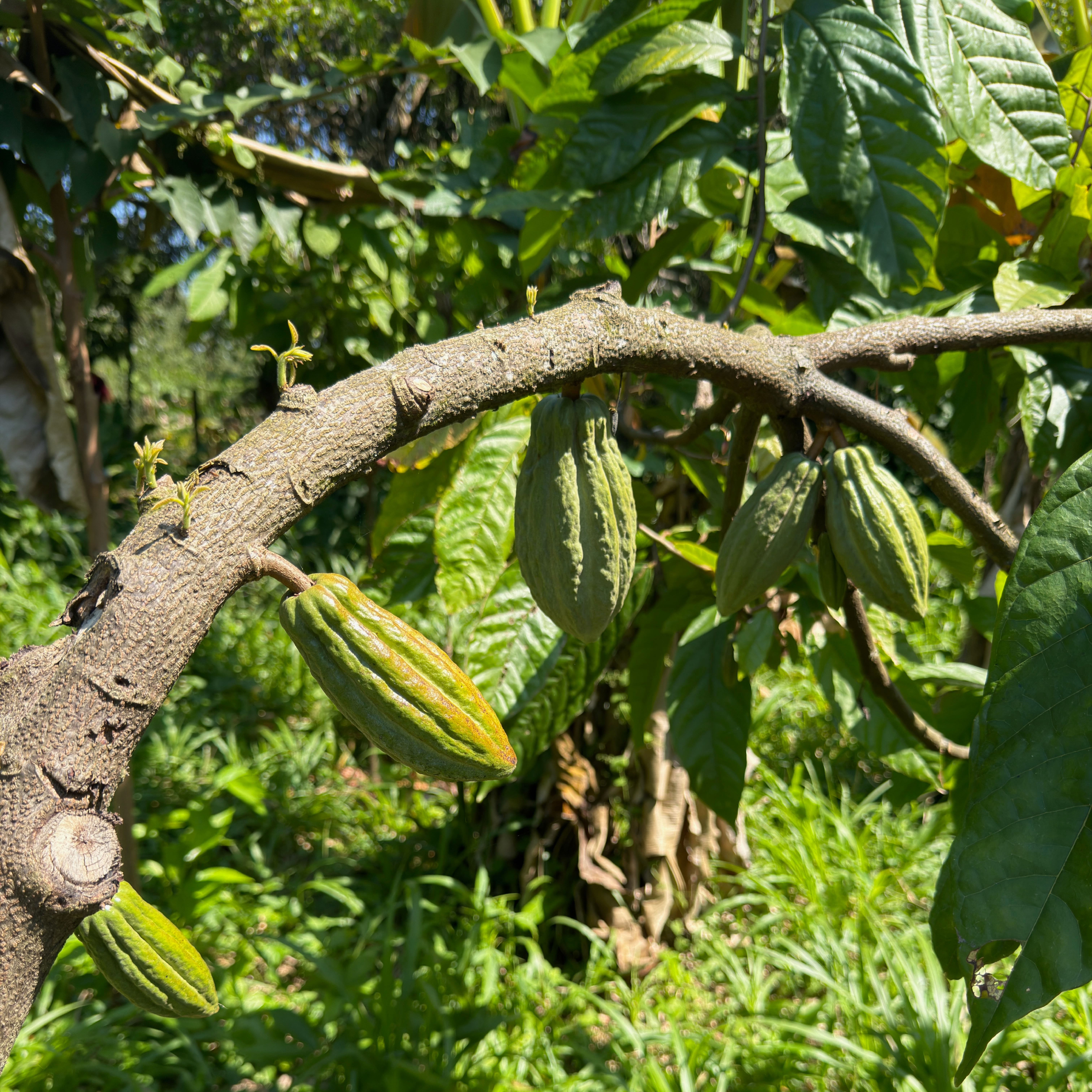 High Resolution View